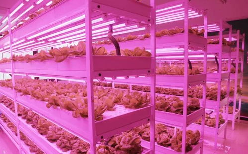 未來已來 植物工廠與麥秸畫，科技與傳統(tǒng)農(nóng)業(yè)的創(chuàng)新融合